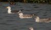 Caspian Gull at Paglesham Reach (Steve Arlow) (100576 bytes)